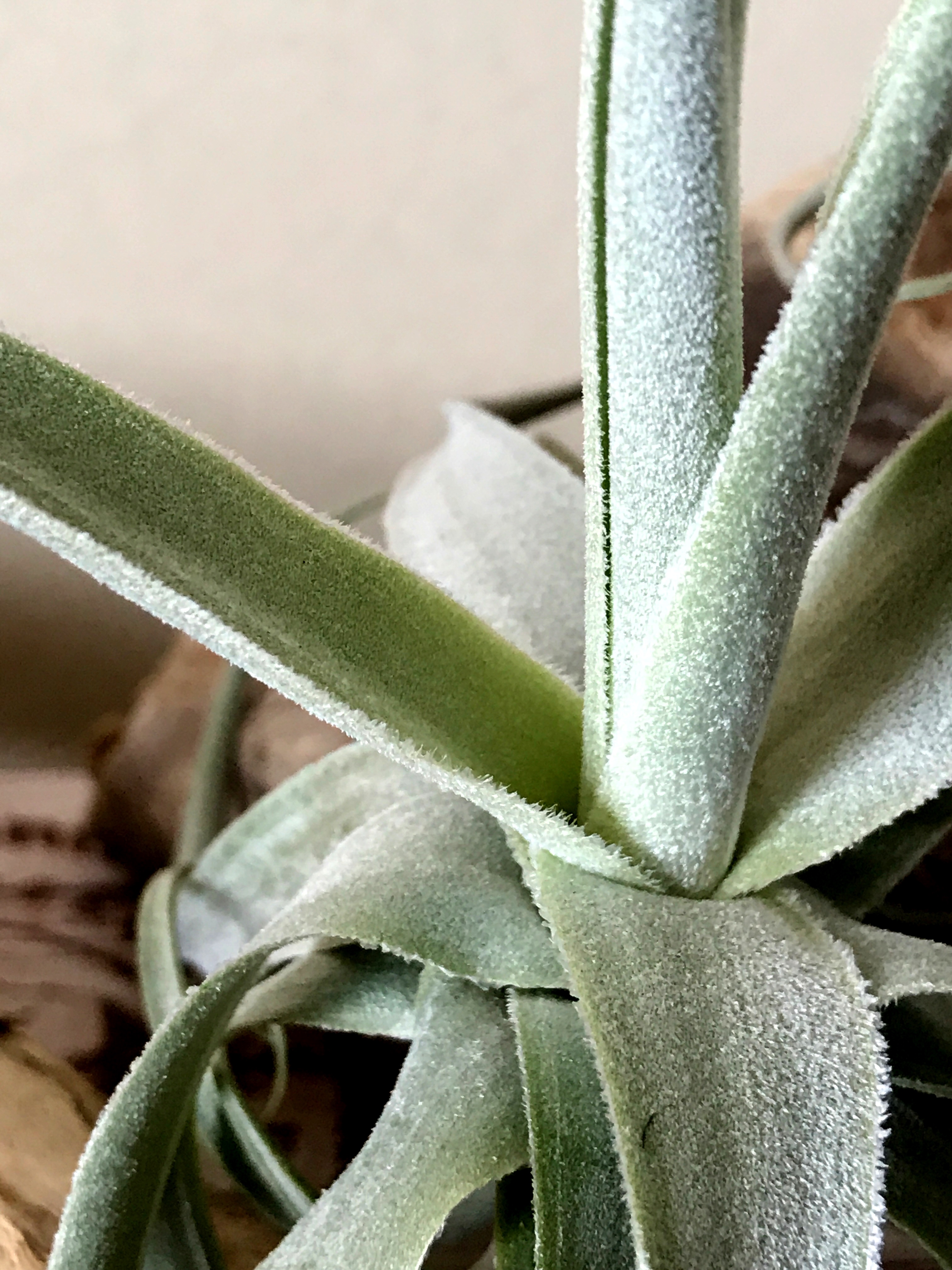 チランジア・ジューンT Tillandsia June T (T. duratii x T. gardneri