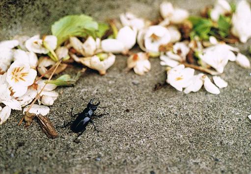 ミクラミヤマクワガタ | 虫けら屋の「ちょっと虫採り行ってくる！」