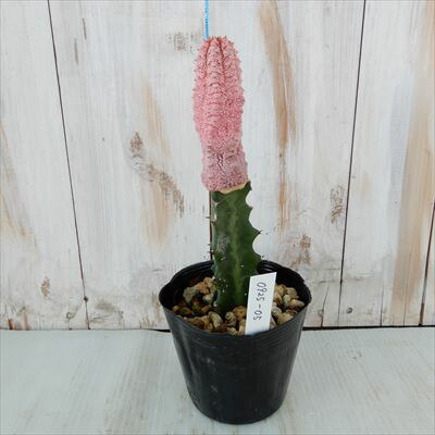 楽天市場】多肉植物 caユーフォルビア アブデルクリ ダマスク 多肉植物