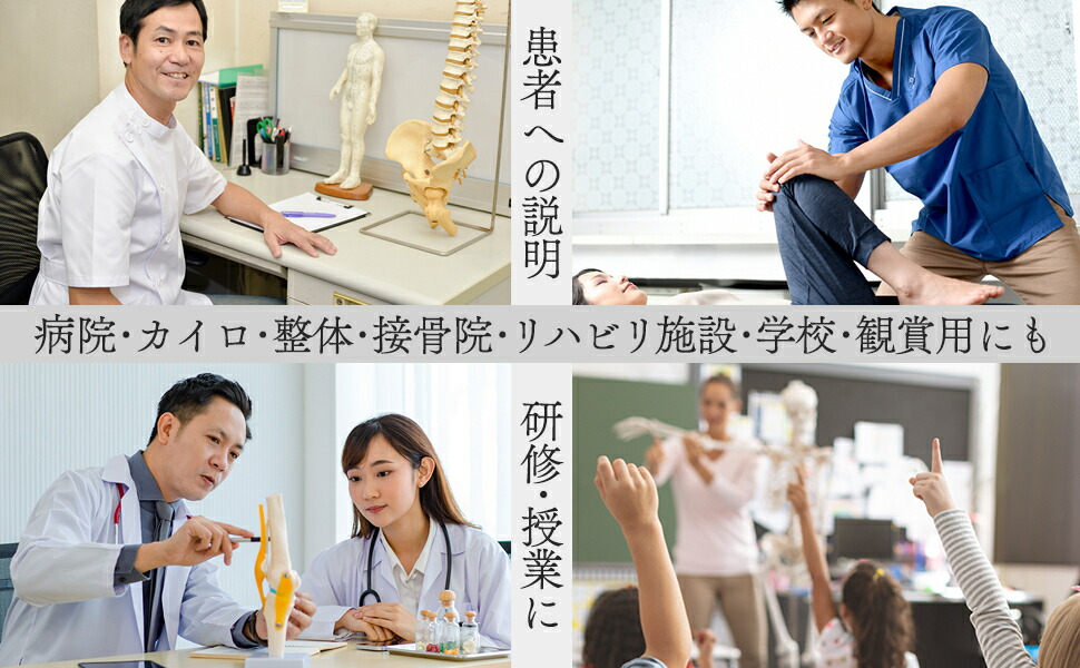 楽天市場】【国際規格認証品】等身大 人体模型 170cm 神経根有り 全身