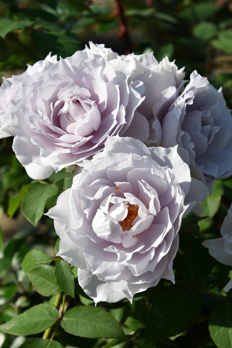 楽天市場】バラ苗【中苗】ザセレスティアル 国産苗 6号鉢植え品［農林