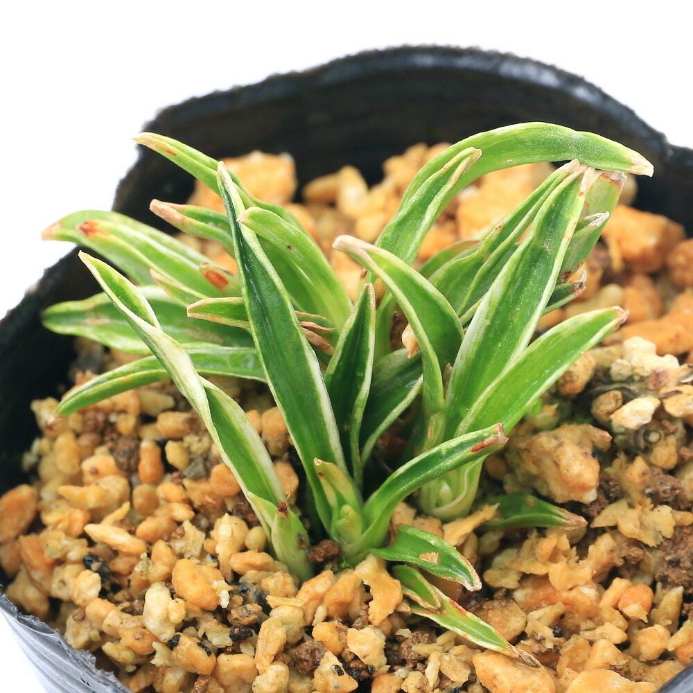 特別価格 フラワー・ガーデニング - 万年青 力和 羅紗系 鉢付き - 羅紗