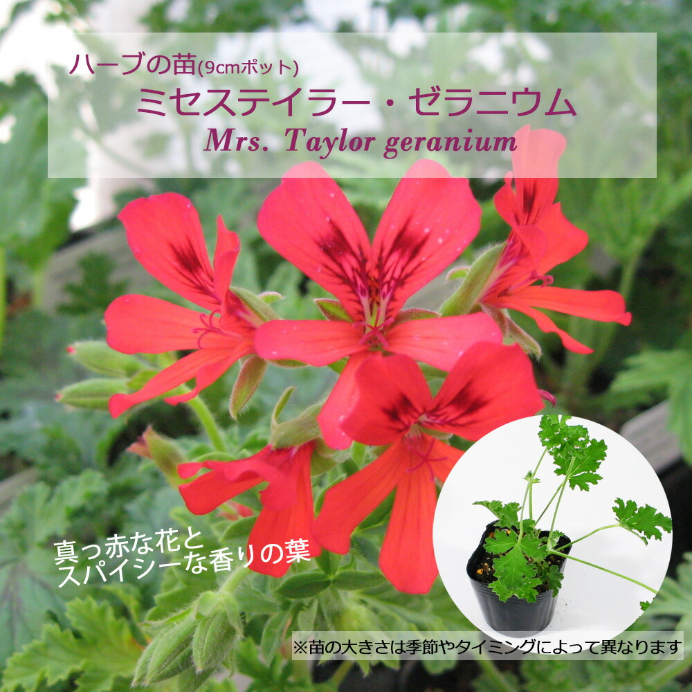 楽天市場】ミセステイラー・ゼラニウム/ハーブの苗 9cmポット : ハーブ