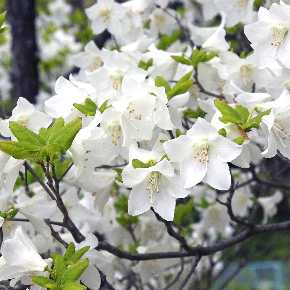 楽天市場】『 シロヤシオ ツツジ 根巻株 2株 』 樹高約20cm 苗 苗木