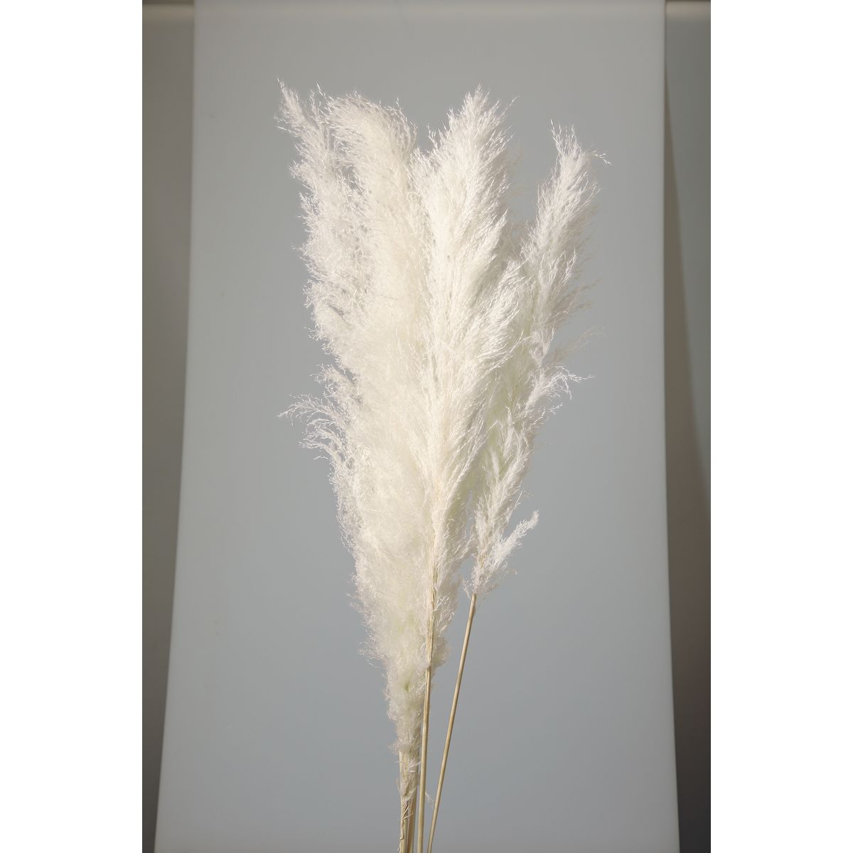 楽天市場】【ドライ】大地農園/ビッグテールリード 5本 白/51350-011