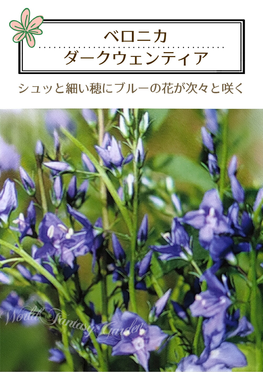 楽天市場】花苗 春 多年草 宿根草 花 ベロニカ ダークウェンティア 1鉢