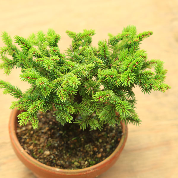 楽天市場】苗：白芽八房蝦夷松 素焼き鉢入り* しろめやつふさえぞまつ