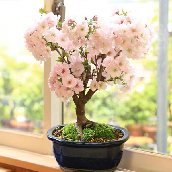 楽天市場】◇楽天1位◇桜盆栽：八重桜(大）*＜国産青モッコ陶器鉢