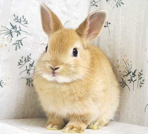 ネザーランドドワーフ A29 オレンジ 男の子 うさぎ専門店 うさぎ舎