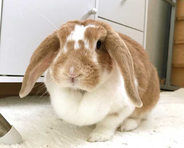 品種クローズアップ「mixウサギ」（2）｜USAKURA