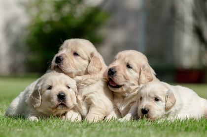 藤田運輸（FUJITA KENNEL） - 藤田 亜美（長野県） | 犬の犬舎