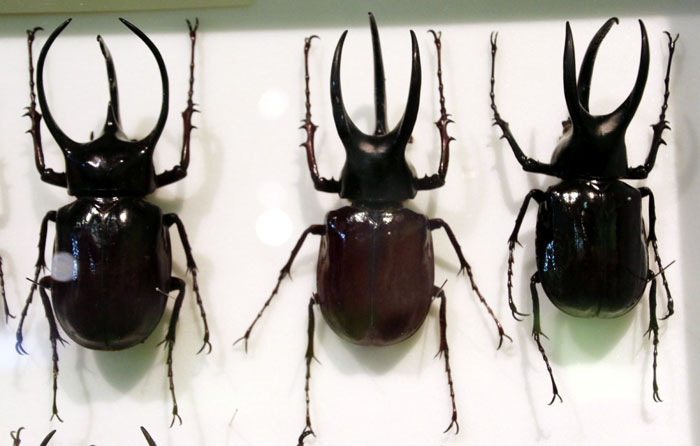 昆虫シリーズ74 世界の昆虫③ 世界のカブトムシ | あきた森づくり活動