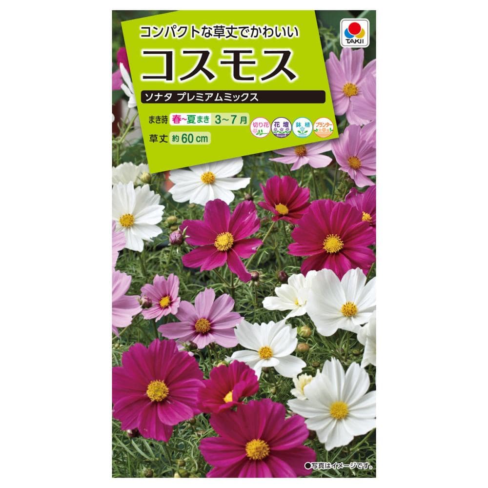 コスモス種子 ドワーフセンセーションミックス の通販