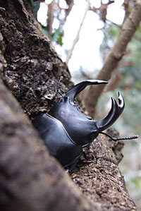 Dorcus くわがた村｜管理人のワイルドオオクワ採集記/オオクワガタ採集