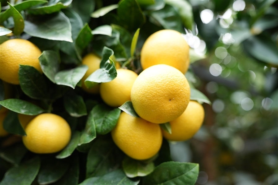 湘南ゴールド（約3kg）MSサイズ: JA全農かながわ|【JAタウン