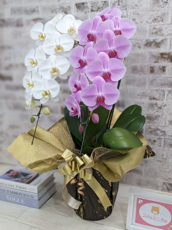 新商品！【紅白胡蝶蘭 (こうはくこちょうらん) 2本立て】＊白・ピンク