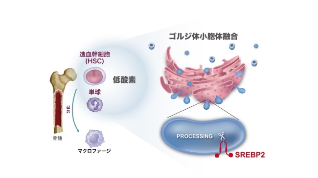 オルガネラを介した新規酸素センサーの発見 ―腫瘍悪性化に関与するがん