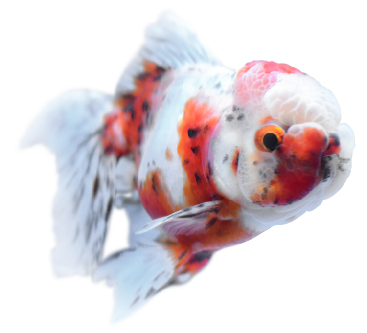 東錦 Azuma Nishiki Goldfish - TOKYO動物図譜