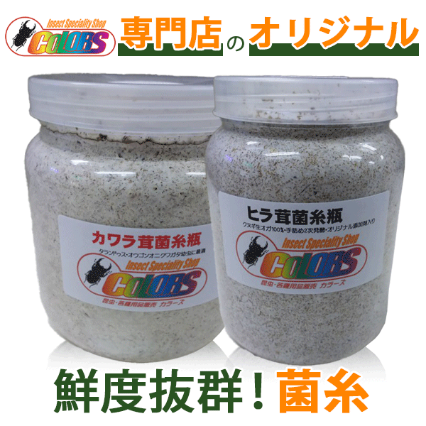 シンジュオオツノハナムグリ タンザニア タンガ州Mt.ウサンバラ