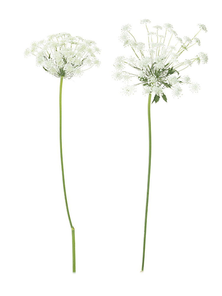 生花】レースフラワー ホワイトレース【白/60cm/千葉県】｜Flower