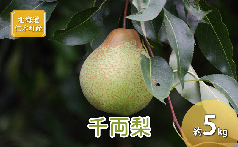 2024年10月北海道 で収穫した 松の実5kg 【公式通販】