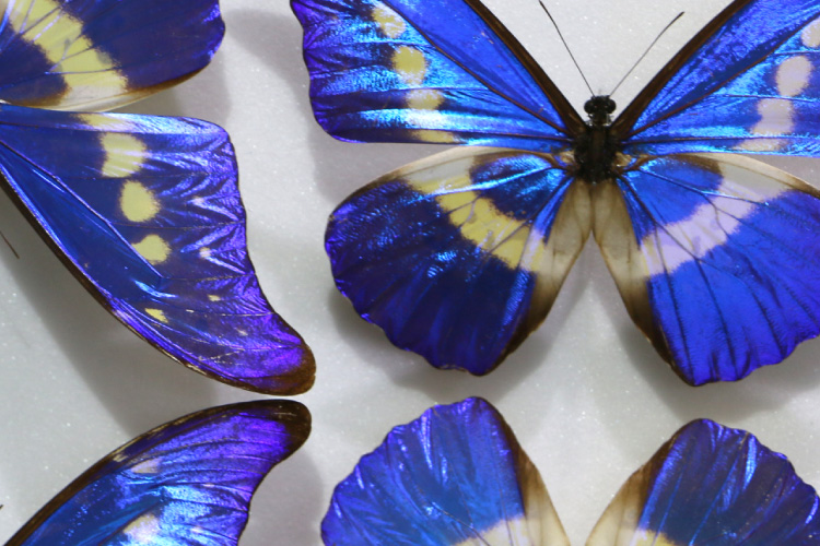 昆虫標本貸し出しのご案内 | 名和昆虫博物館が催事イベントをお手伝い