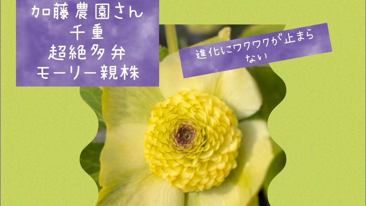 26-133 モーリー系交配 加藤農園 クリスマスローズ 希少‼️⑦加藤農園