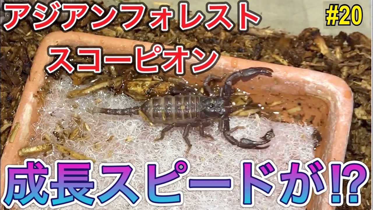 アジアンフォレストスコーピオン】飼育20 成長スピードが凄い⁉︎ - YouTube