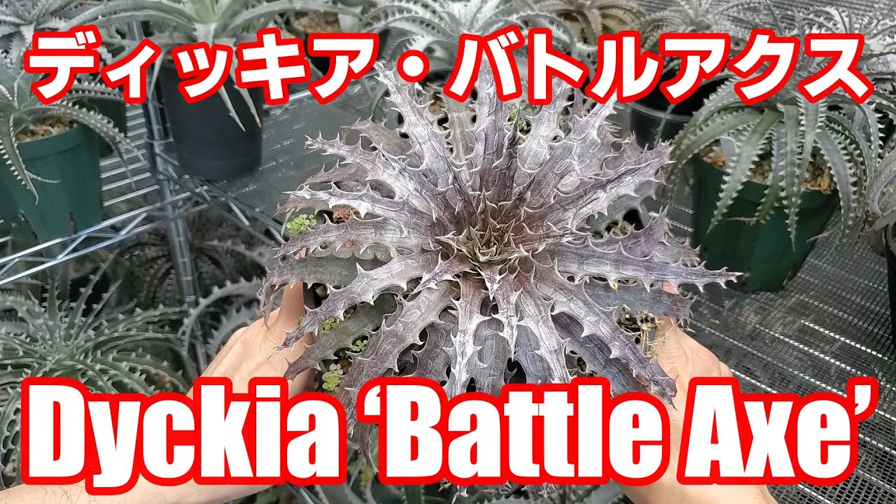 ディッキア・バトルアクス（Dyckia 'Battle Axe'）品種紹介【Dyckia