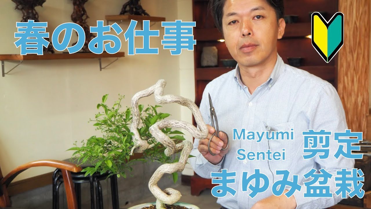 Mayumi Sentei - YouTube