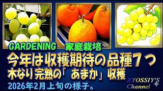 XYOSSIY's Fruit Tree Channel] Early February 2026: Harvesting