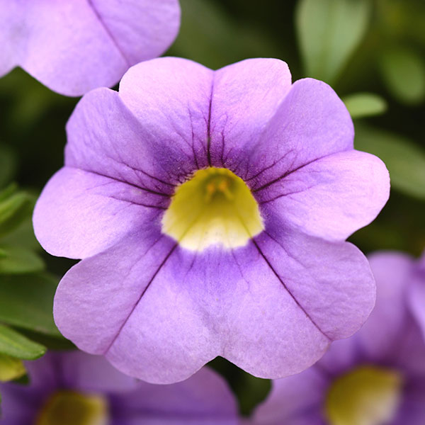 園芸ネット本店｜カリブラコア：シャル・ウィ・ダンス ライトブルー系