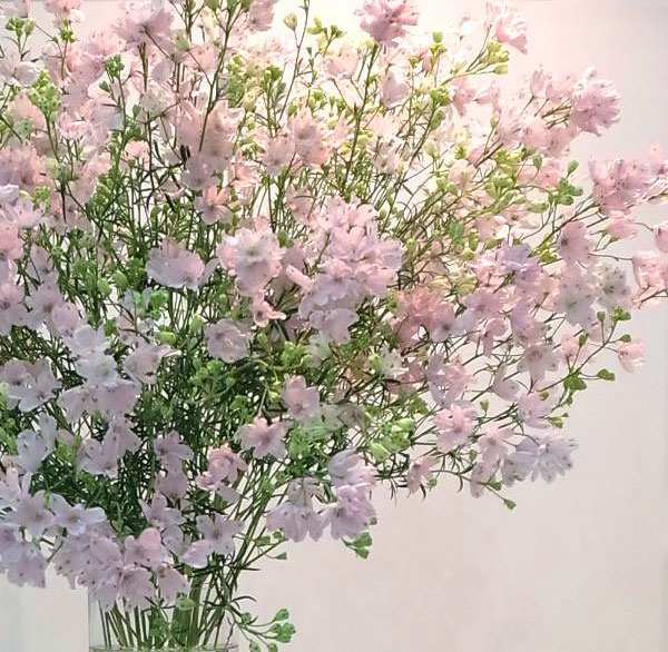 園芸ネット本店｜デルフィニウム：さくらひめ5号鉢植え の通販【公式】