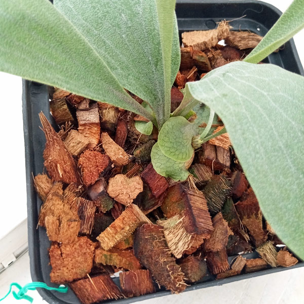 園芸ネット本店｜[送料無料]（わけあり特価）ビカクシダ（コウモリラン