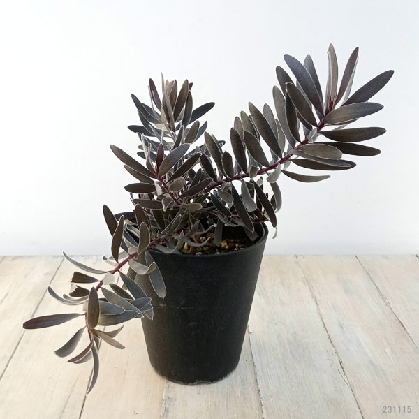 園芸ネット本店｜[ザ・ファームセレクト]リューカデンドロン：デュリフ