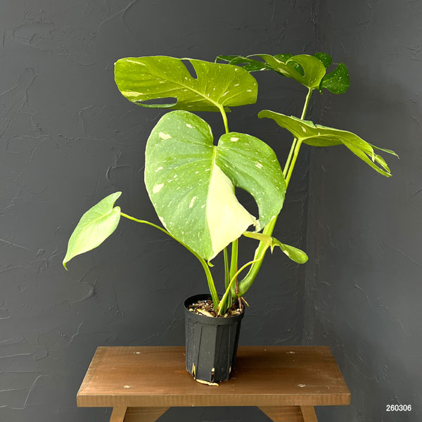 園芸ネット本店｜モンステラ：タイコンステレーション（散斑）4号