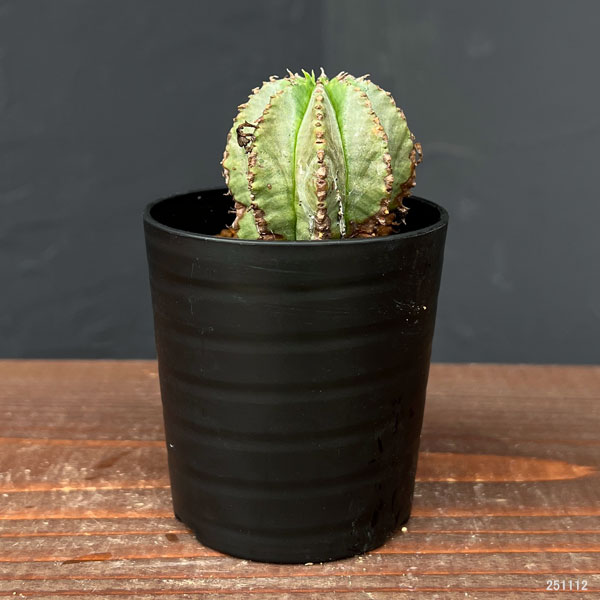 園芸ネット本店｜ユーフォルビア：ホリダ×バリダ 2.5号鉢植え の通販