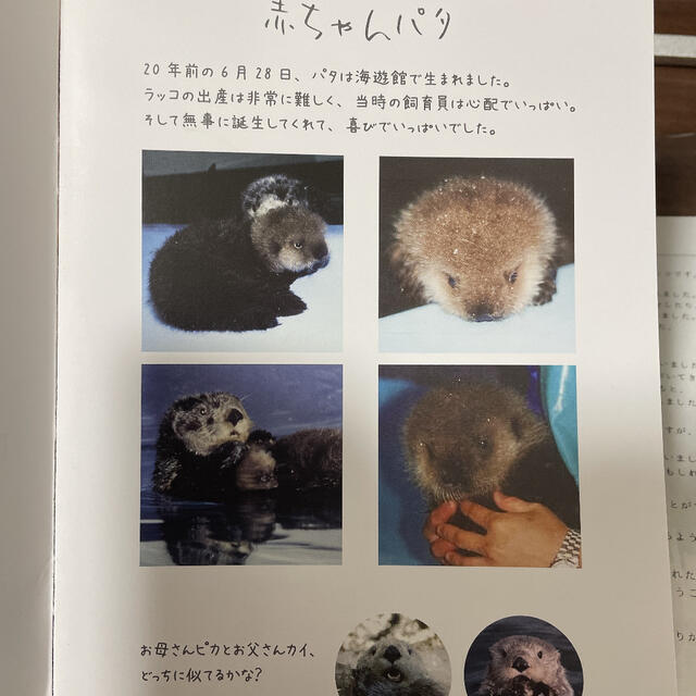 ラッコのパタ 写真集二冊 動物 海遊館 大阪の通販 by あおい｜ラクマ