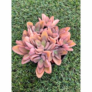 2025福袋 多肉植物の通販 by たにゆ's shop｜ラクマ