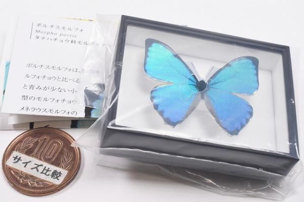 サイエンステクニカラー ドイツ箱 マグネットコレクション モルフォ蝶