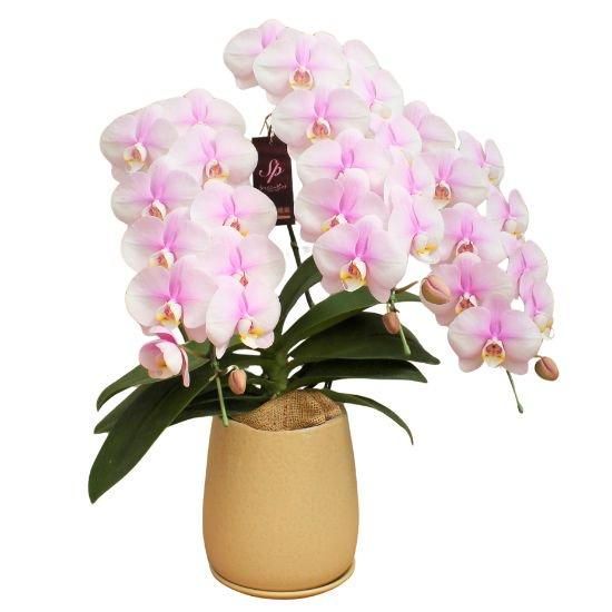 熟成胡蝶蘭 シャイニーピンク 3本立 27輪～ ミームン鉢 - 胡蝶蘭専門店