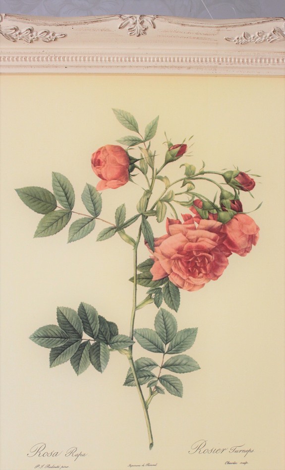 ピエール・ジョセフ・ルドゥーテの薔薇（ルドゥーテローズ）のフレンチ