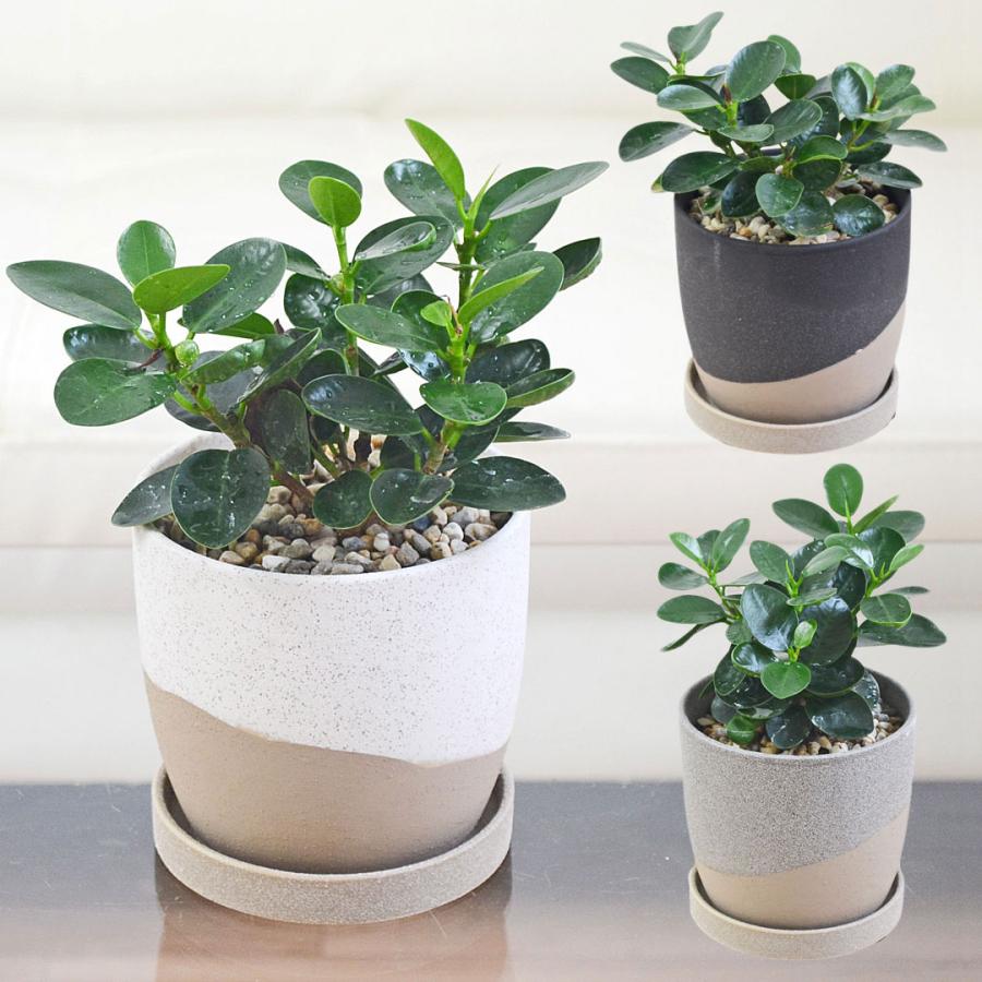 観葉植物 パンダガジュマル 多幸の木 ゴム フィカス 4号 陶器鉢