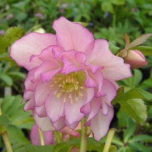 クリスマスローズ開花株 SDカップ咲きモーリー 070 現品限り : 金井