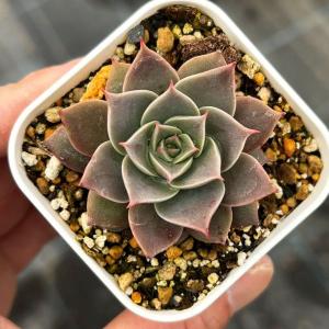 多肉植物 セダム オーロラ 7.5cmポット苗 : ハニーミント - 通販