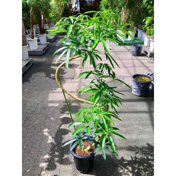 アンガスティ フォリア 曲がり 8号 観葉植物 シェフレラ 大鉢 鉢植え