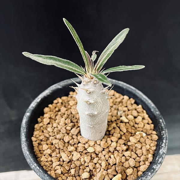 コーデックス：パキポディウム グラキリス 実生*L 塊根幅1.5cm