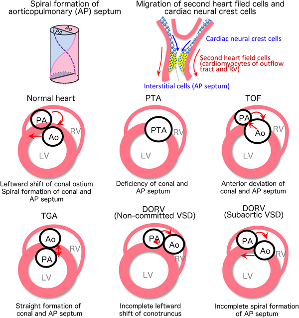 ここまで知っておきたい発生学：発生・形態形成の基礎知識