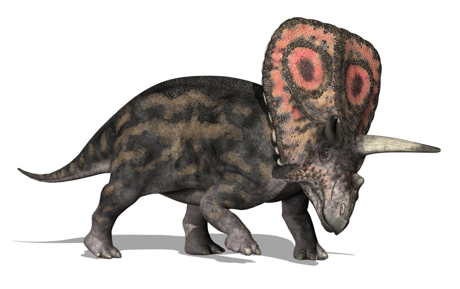 トロサウルス(Torosaurus) | 恐竜図鑑