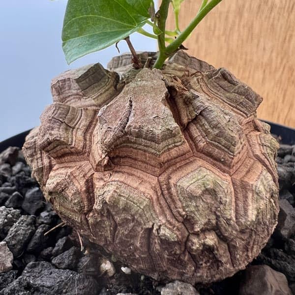 Amazon｜ディオスコレア（亀甲竜）：エレファンティペス 厳選株 4号